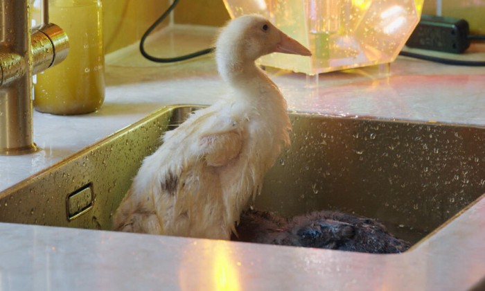 Kleurrijk droomhuis in Rijssen