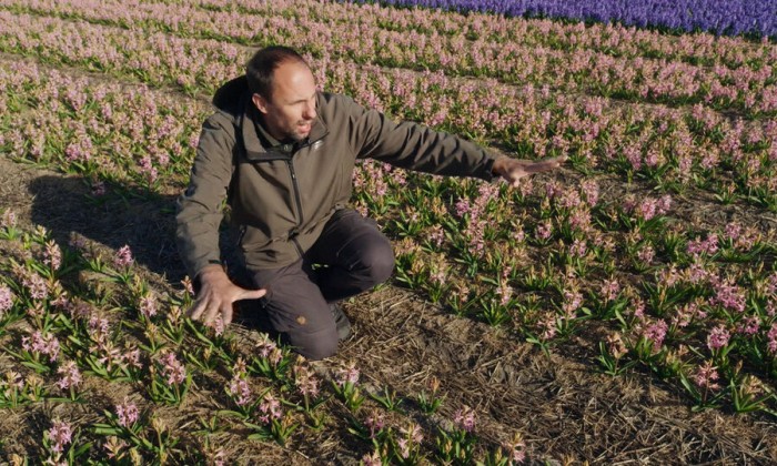 Het verhaal van de hyacint