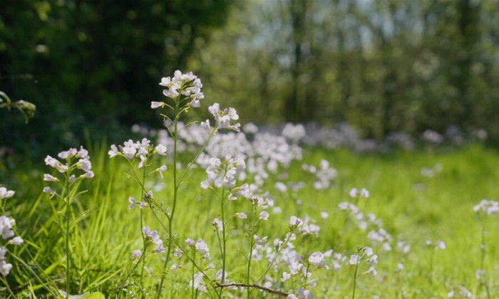 bloemen