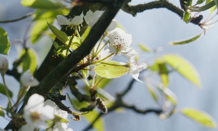 bloemen
