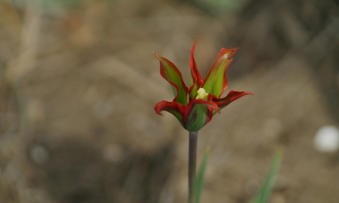 Bloem