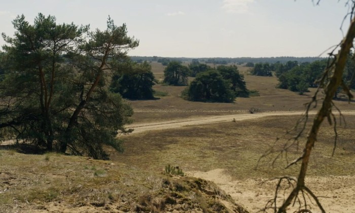 Wildleven op De Hoge Veluwe