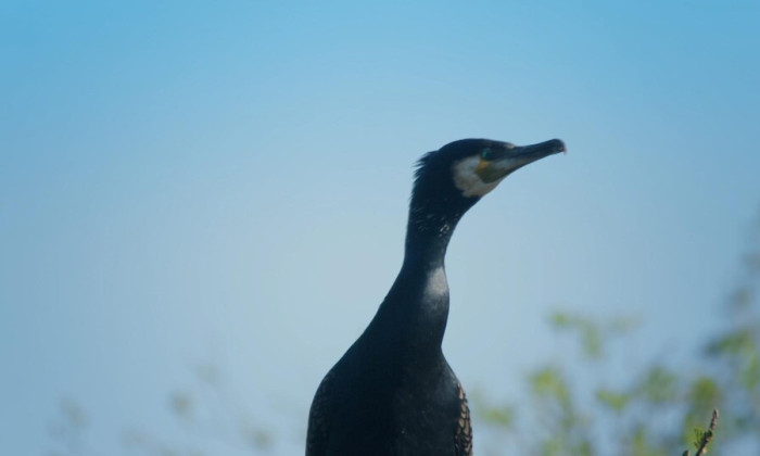 Jonge aalscholvers in de Wieden