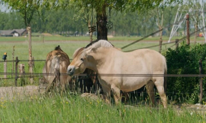 paard