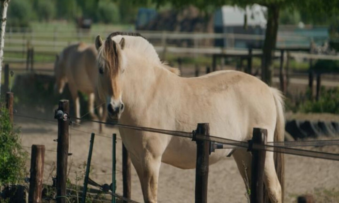 paard