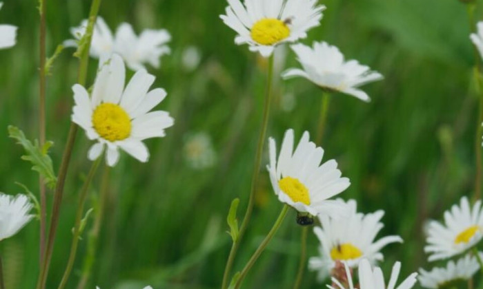 bloemen