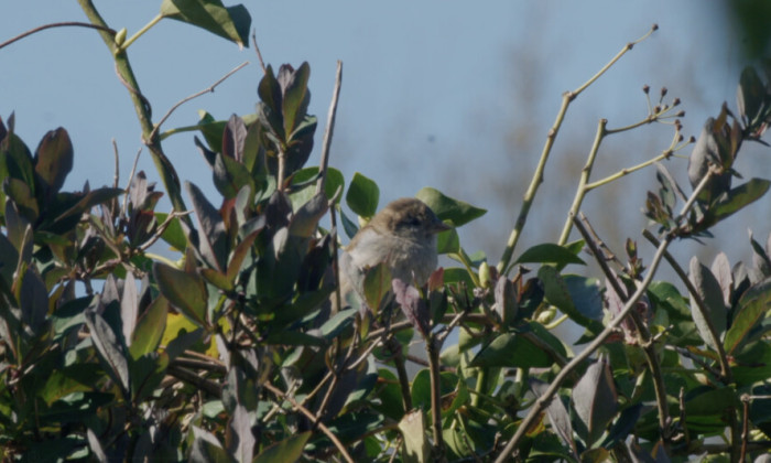 vogel
