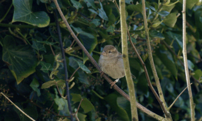 vogel