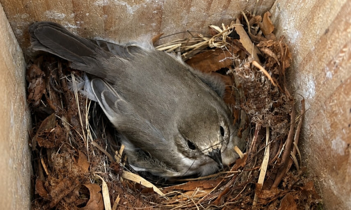 Nestkastjes