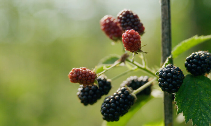 Biodynamisch gekweekt zacht fruit op deze tuinderij