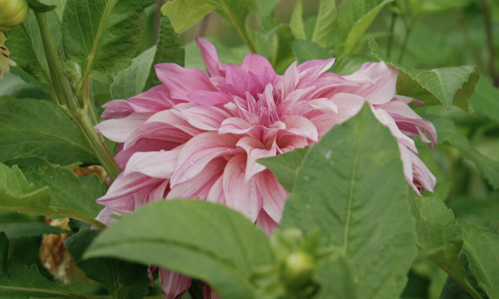 Rogier vertelt over de dahlia