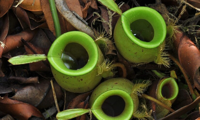 Misschien wel een van de slimste planten ter wereld