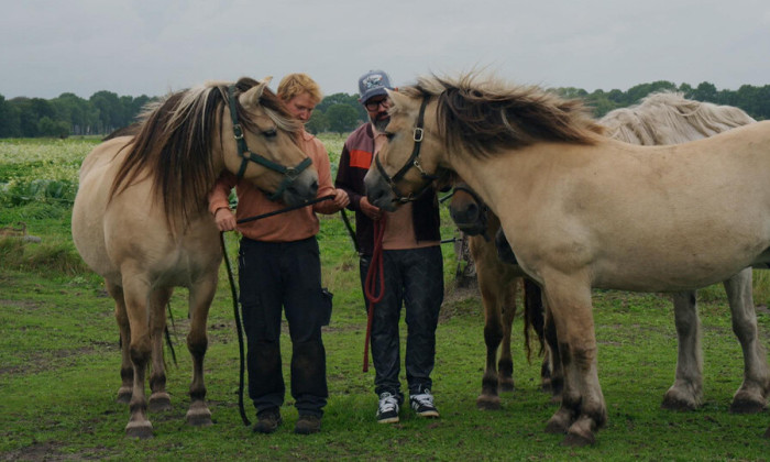 Trekpaarden Dwingeloo
