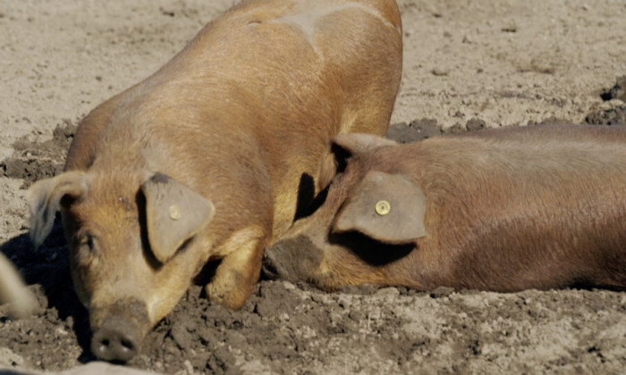 Varkens voeren met overgebleven supermarktproducten
