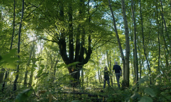 Historische boomgaard