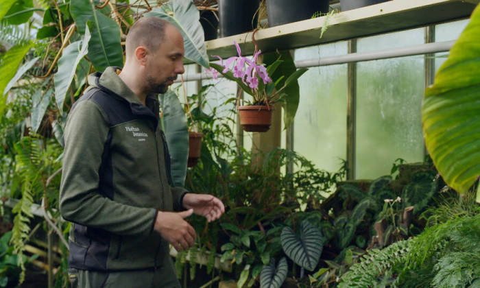 Schaduwplanten