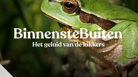 Podcast Het geluid van de kikkers