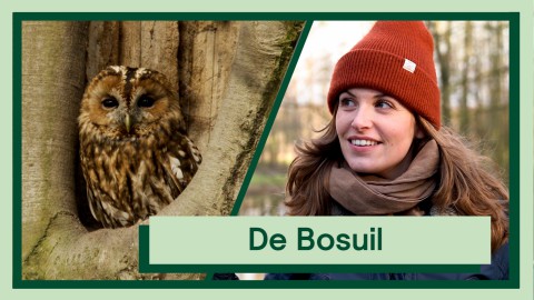 Bosuil