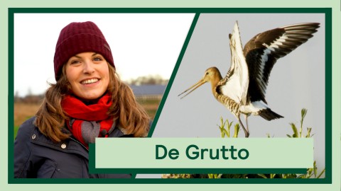 De Grutto