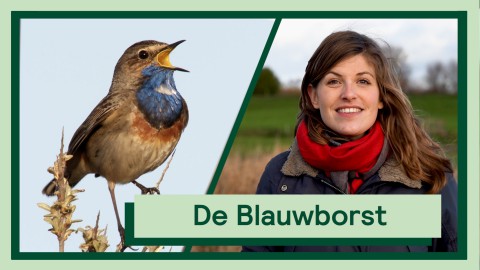 De blauwborst