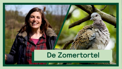 zomertortel