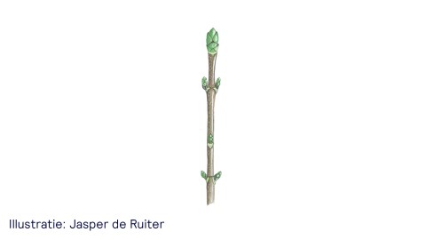 De esdoorn - uitsnede van illustratie Jasper de Ruiter