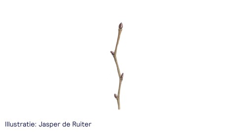 De plataan - uitsnede van illustratie Jasper de Ruiter