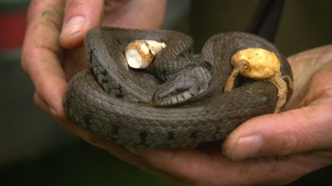 Wist je dat er in Nederland heel veel ringslangen leven? Ze houden van stilte en rust op donkere en natte plekken. Zoals het Kuinderbos in de Noordoostpolder. Slangen in Nederland?