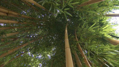Bamboe is in! Je ziet het tegenwoordig overal. Er zijn woekerende maar gelukkig ook steeds meer níet woekerende soorten. Bamboe is hip!