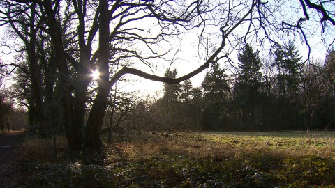 Natuurgebied Westerwolde (31) Natuurgebied Westerwolde (31)