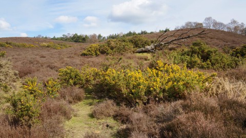 veluwe veluwe