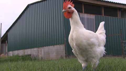 Poule den Dungen (125) Poule den Dungen (125)
