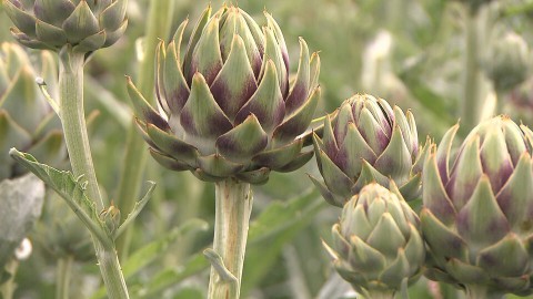 In het artisjokken veld (128) In het artisjokken veld (128)