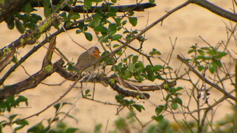 vogeltrek 169 vogeltrek 169