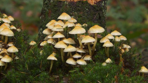 geheim bos geheim bos