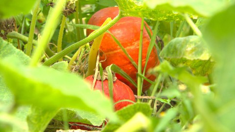 Tuinderij (111) Tuinderij (111)
