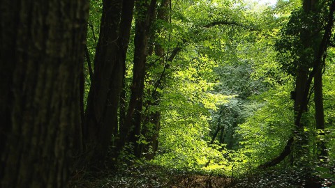 Vuursteenmijnen Savelsbos natuur Vuursteenmijnen Savelsbos natuur
