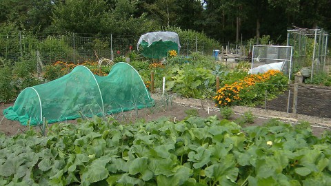 Stadsverpleeghuis Eindhoven moestuin Stadsverpleeghuis Eindhoven moestuin