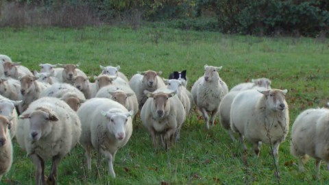 schapen schapen