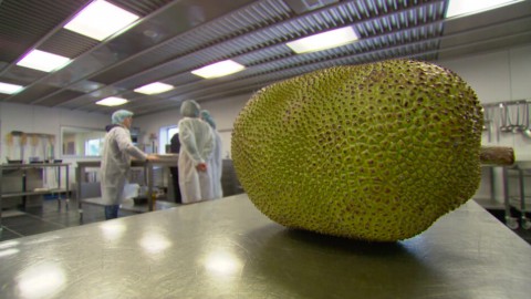 Jackfruit Jackfruit