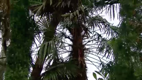 Palmen in Nederland Palmen in Nederland