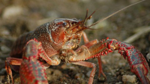rivierkreeft rivierkreeft