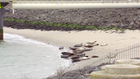 Zeehondjes Zeehondjes