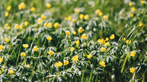 Flora Flora
