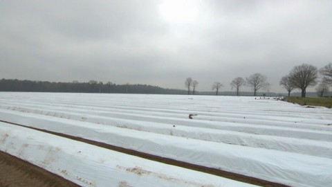 Asperges Asperges oogsten op de boerderij