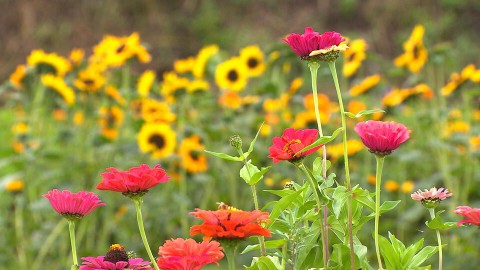 schone bloemen (136) schone bloemen (136)