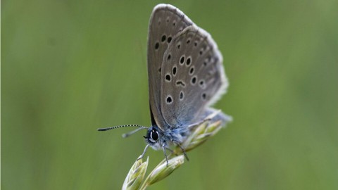 Gentiaanblauwtje Gentiaanblauwtje