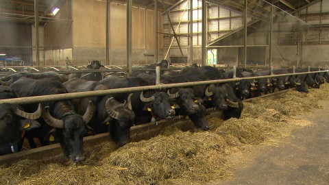 Waterbuffels Boxtel passie voor eten Alain Waterbuffels Boxtel