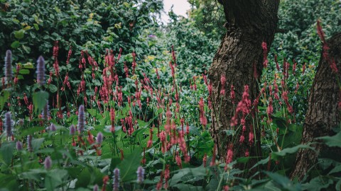 De kleurrijke zomertuin met duizend boomsoorten en bloemrijke borders van Sjaak en Ellen van Vliet uit het Gelderse Stroe zit boordevol verrassingen. Zomerse thematuin Stroe