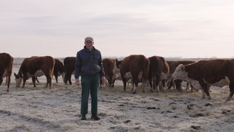 Hereford runderen Lewedorp Hereford runderen Lewedorp